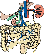 Intestine